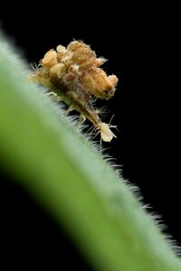 Animal insect aphid lion