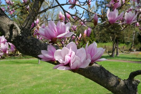 Magnolia soulangiana flowers nature