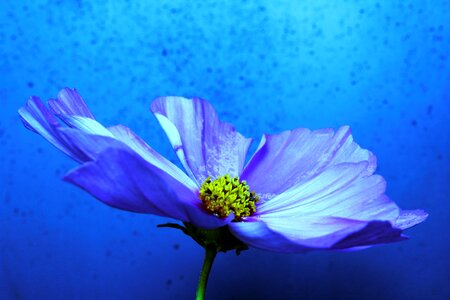 Public record petals white