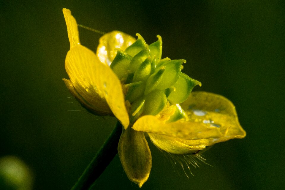 Nature wild flower macro
