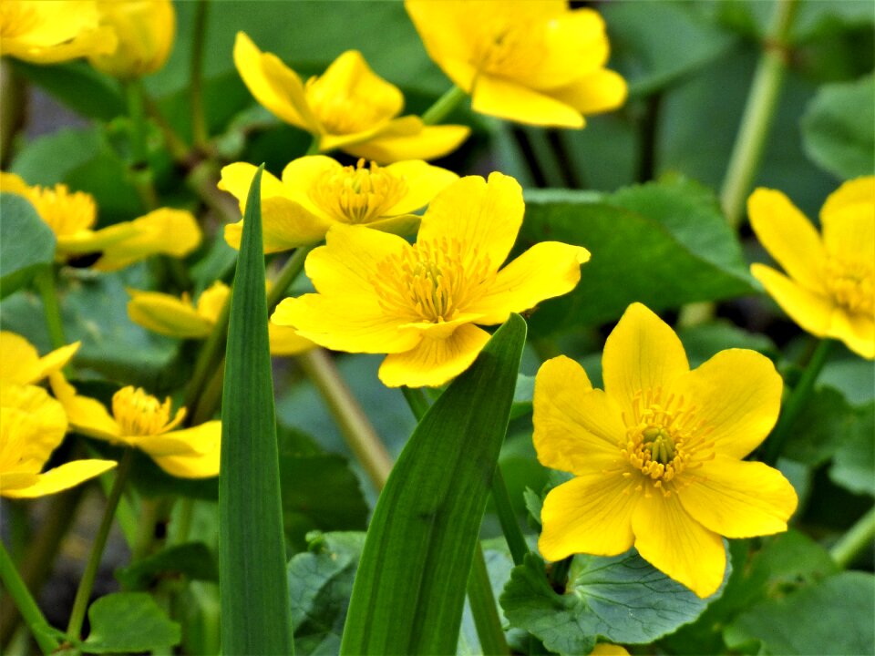 Yellow marsh marigold renonculacée