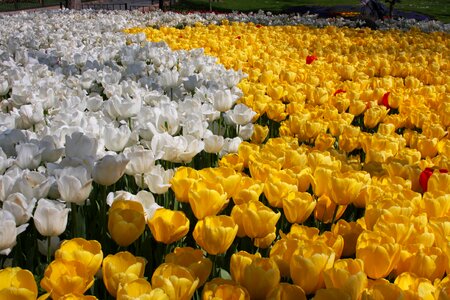 Tulips white and yellow tulips spring