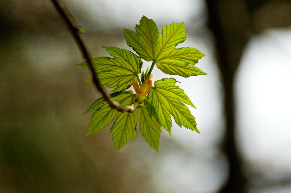 Bud spring tree photo