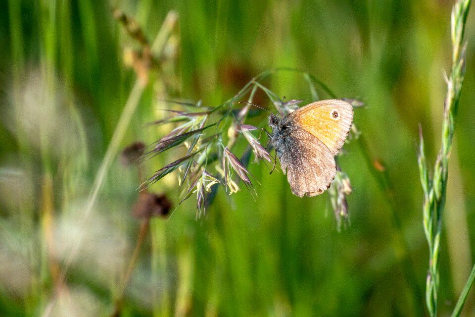 Meadow grasses nature