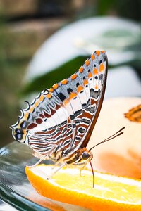 Nature orange insect