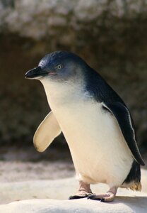 Nature animal penguin