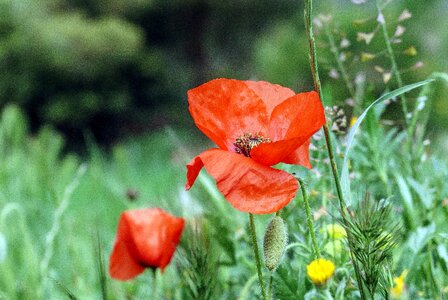 Wild flowers nature wild flower