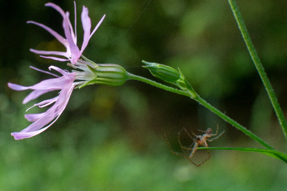 Small spider nature flowers
