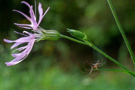Small spider nature flowers photo