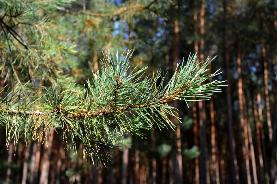 Pine needles needles branch