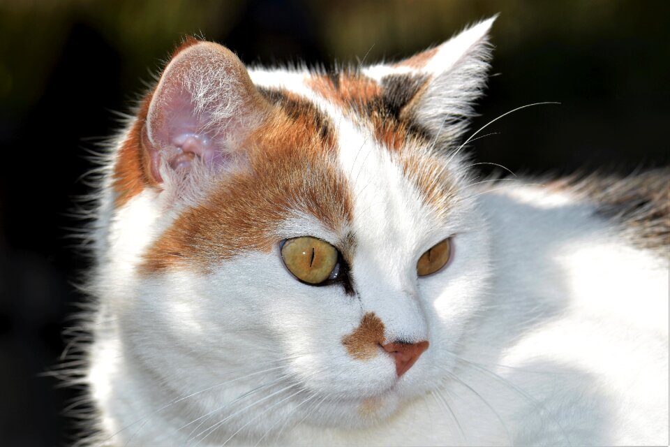 Animal domestic cat fur