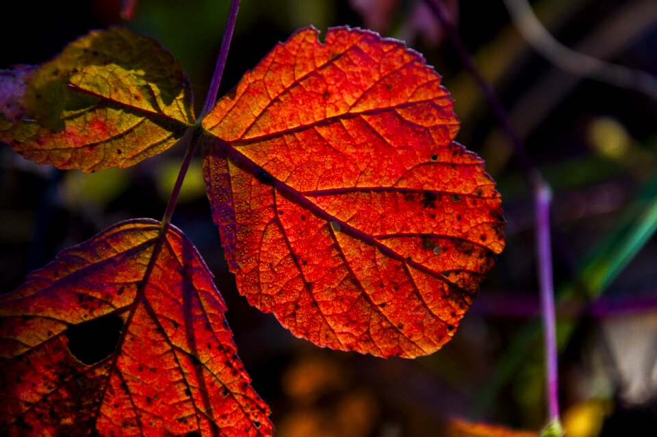 Autumn leaf forest