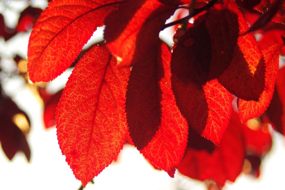 Nature cherry tree falling leaves