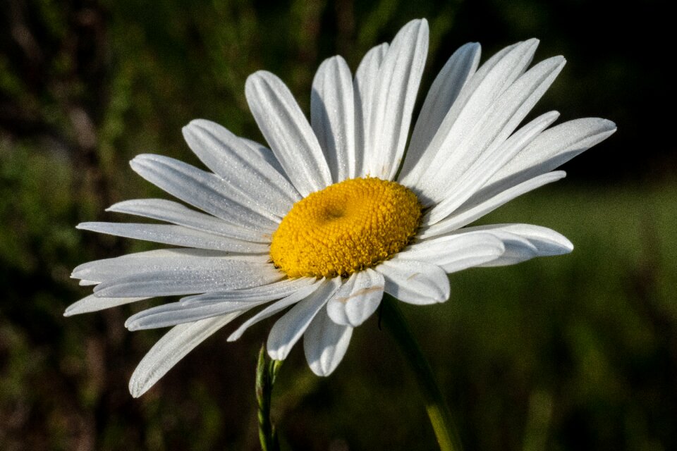 Nature wild flower macro