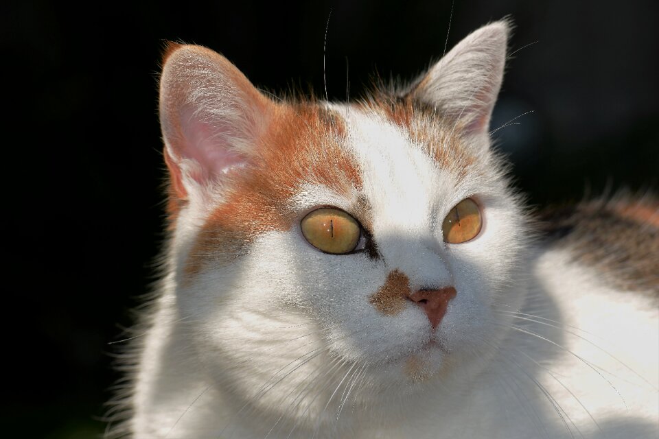 Animal domestic cat fur