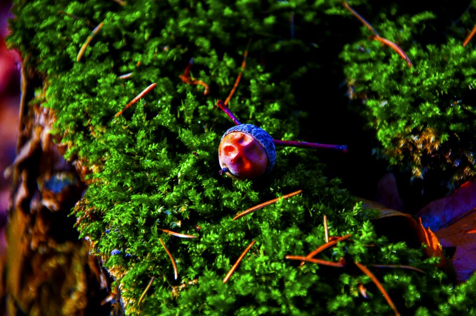 Autumn moss forest