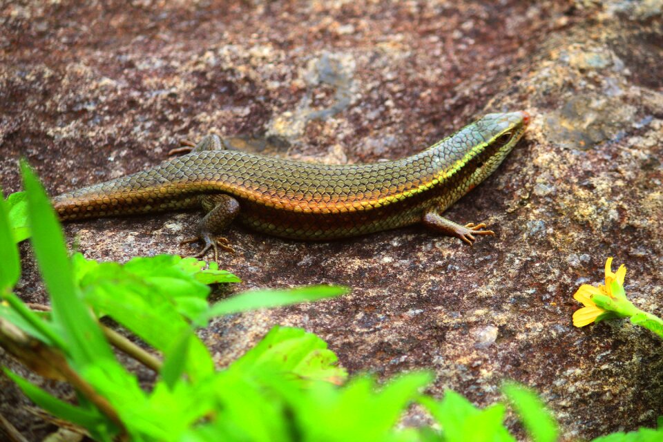 Wildlife wild sri lanka