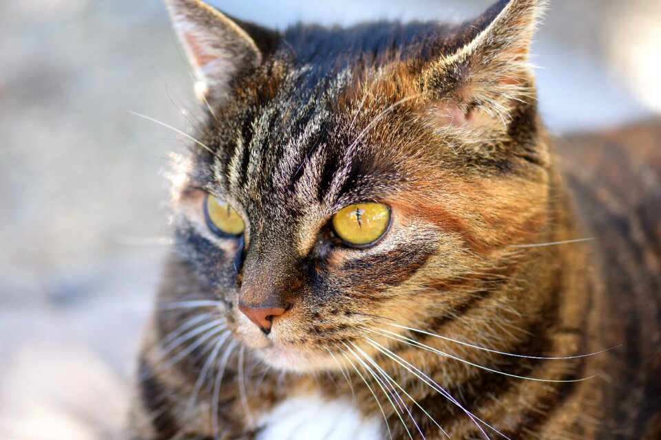 Animal domestic cat fur