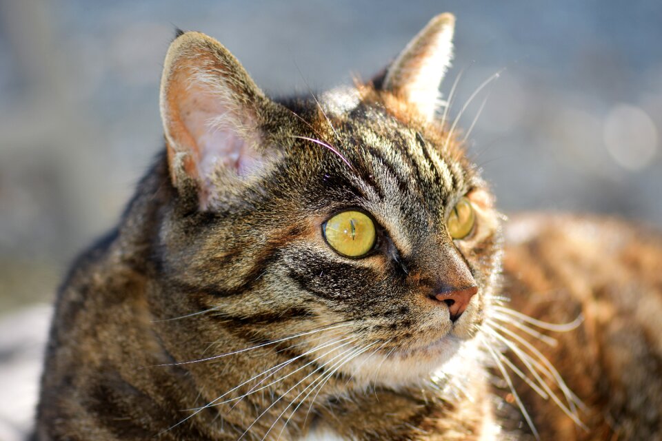 Animal domestic cat fur