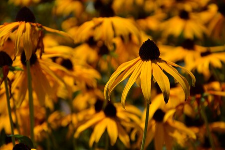 Plant bloom summer
