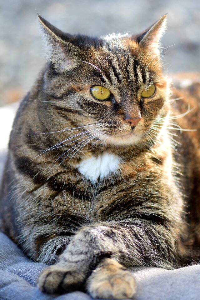 Animal domestic cat fur photo