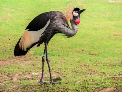 Crane spring crown animal