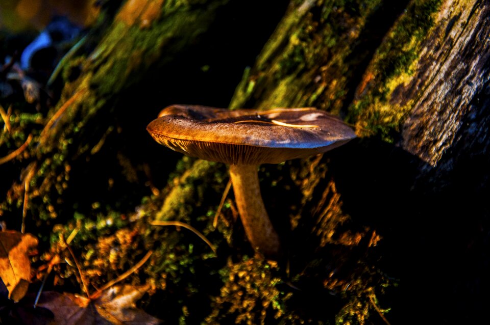 Autumn mushroom forest