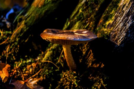 Autumn mushroom forest