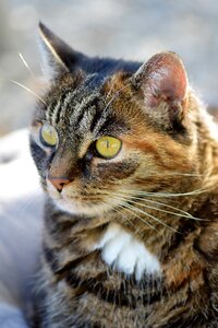 Animal domestic cat fur