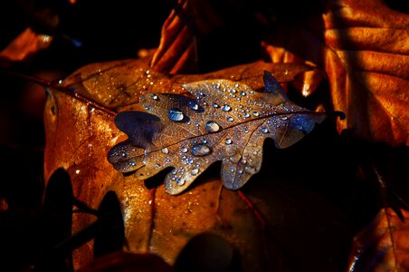 Leaf forest rosa