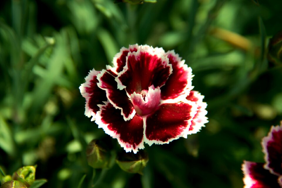 Spring nature pink flower garden