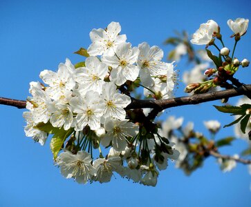 Flowering tree white flowers spring