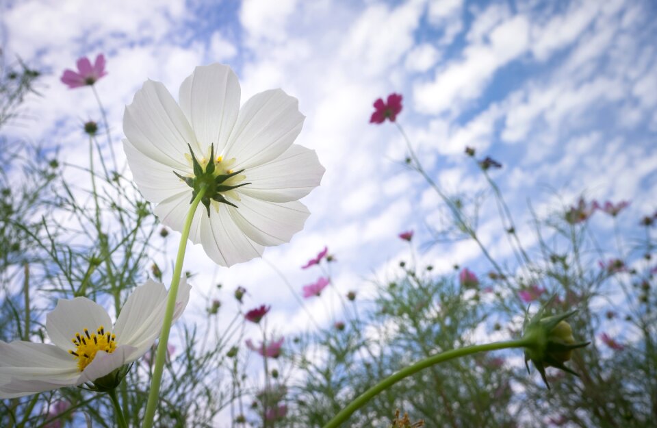 Flowers plants bright
