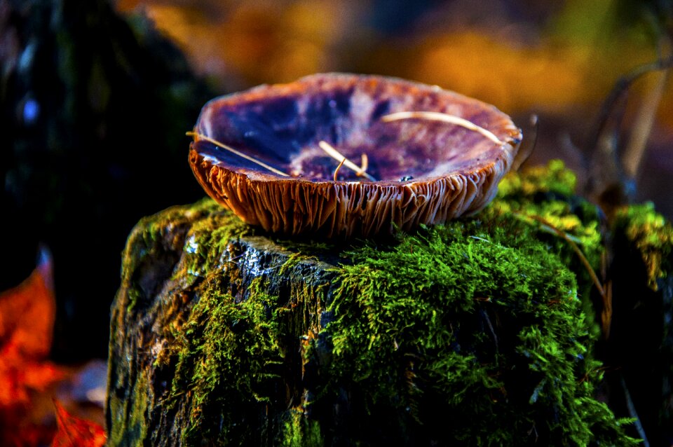 Autumn mushroom forest