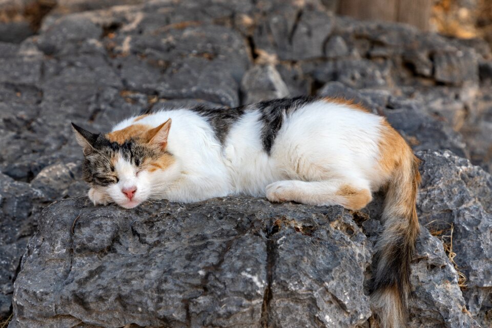 Feline cute stone