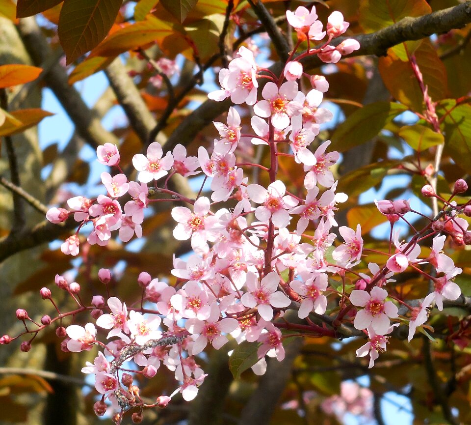 Flowering tree pink flowers spring