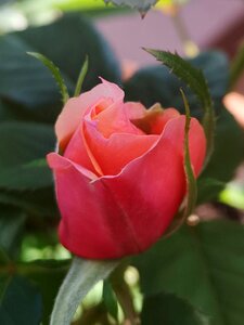 Rose bud nature