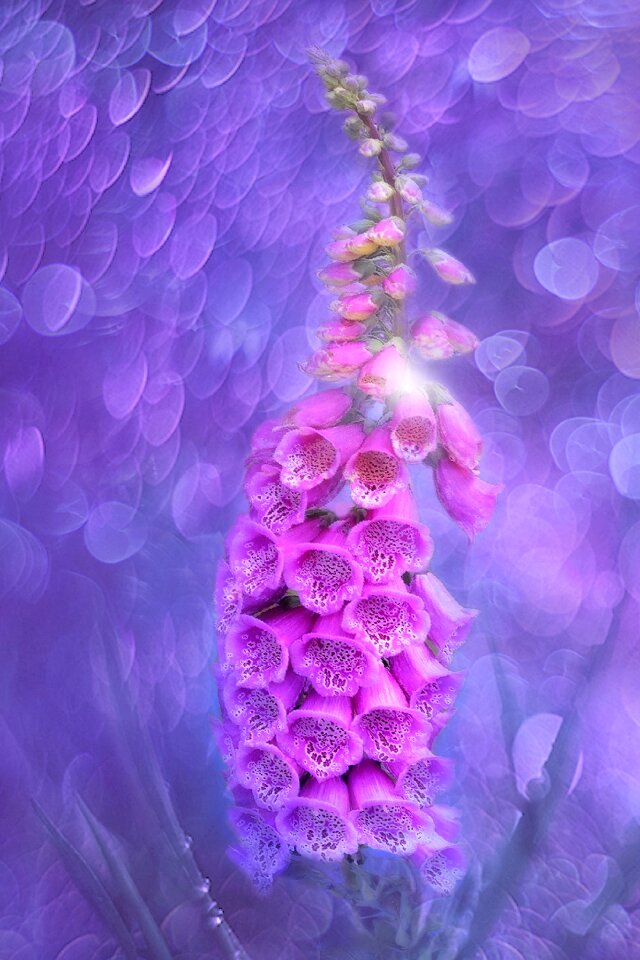 Close up blossom bloom