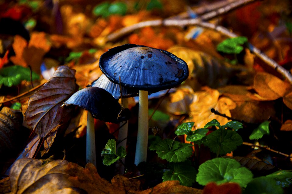 Autumn mushroom forest