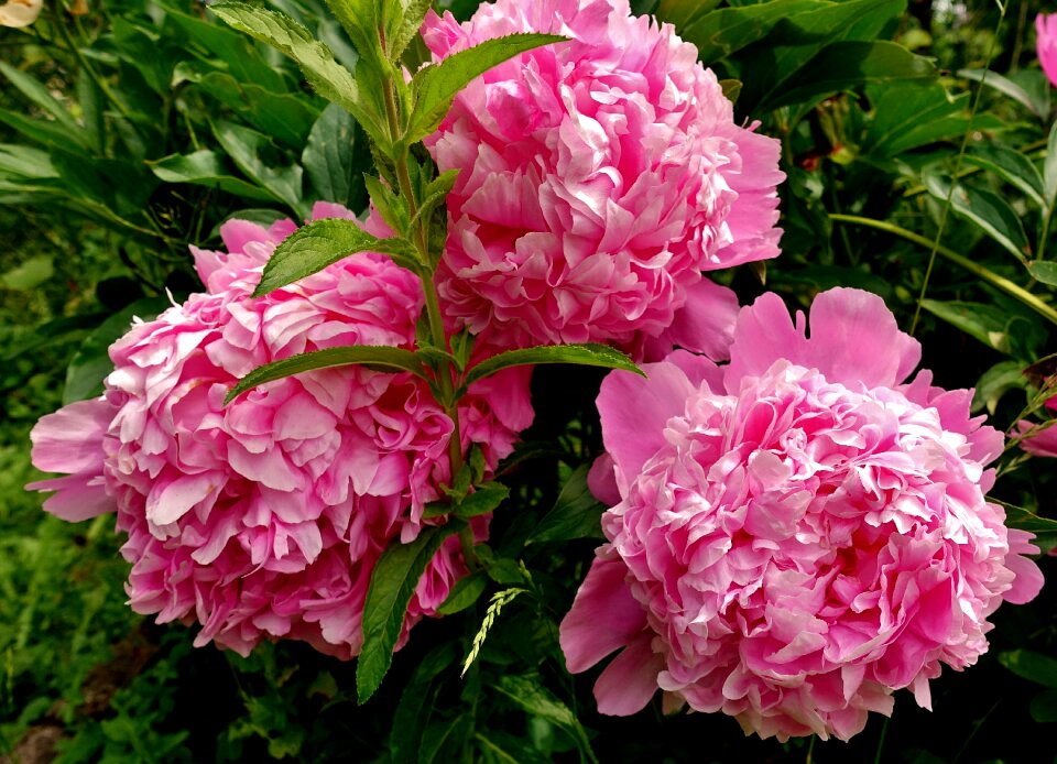 Blossom bloom nature