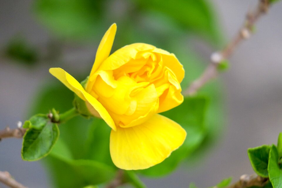 Flower garden light
