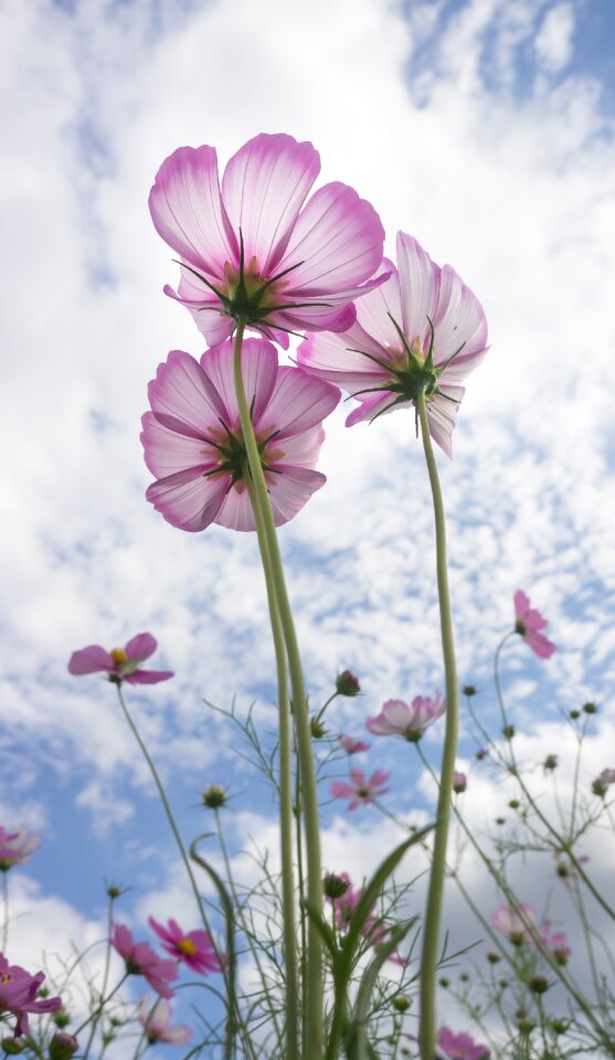 Flowers plants pink
