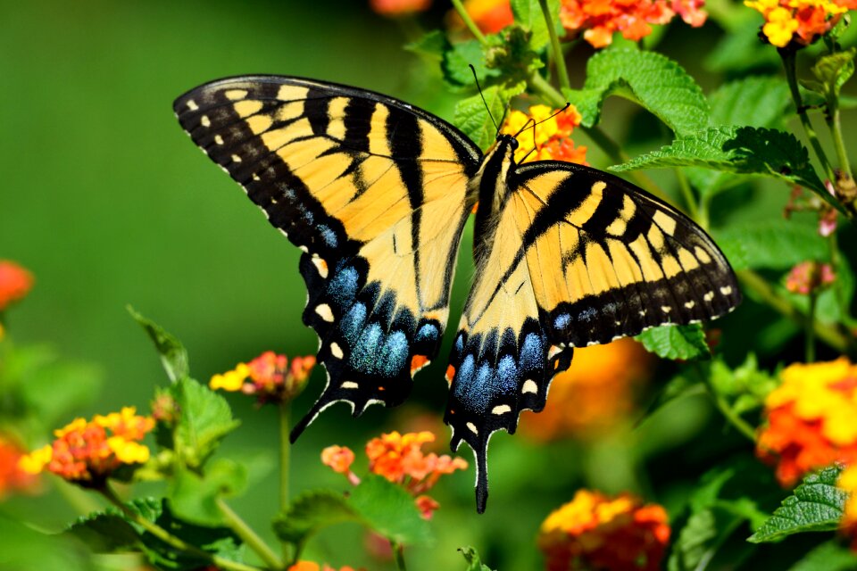 Vibrant colorful nature