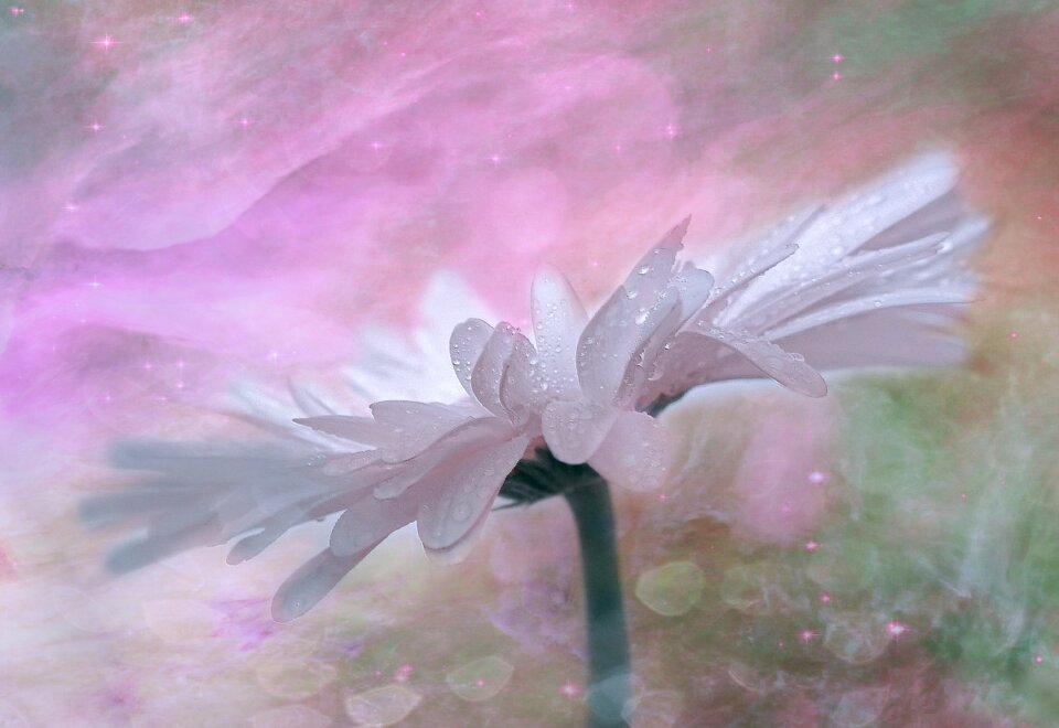 Blossom bloom plant
