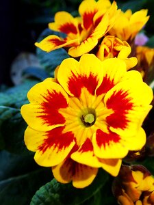 Garden flower nature