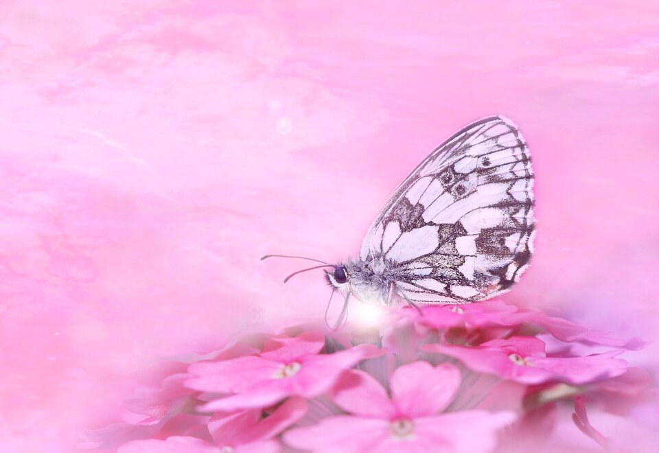 Animal flower summer