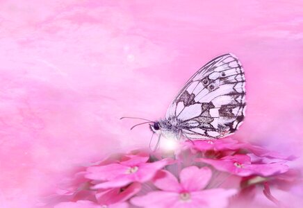 Animal flower summer