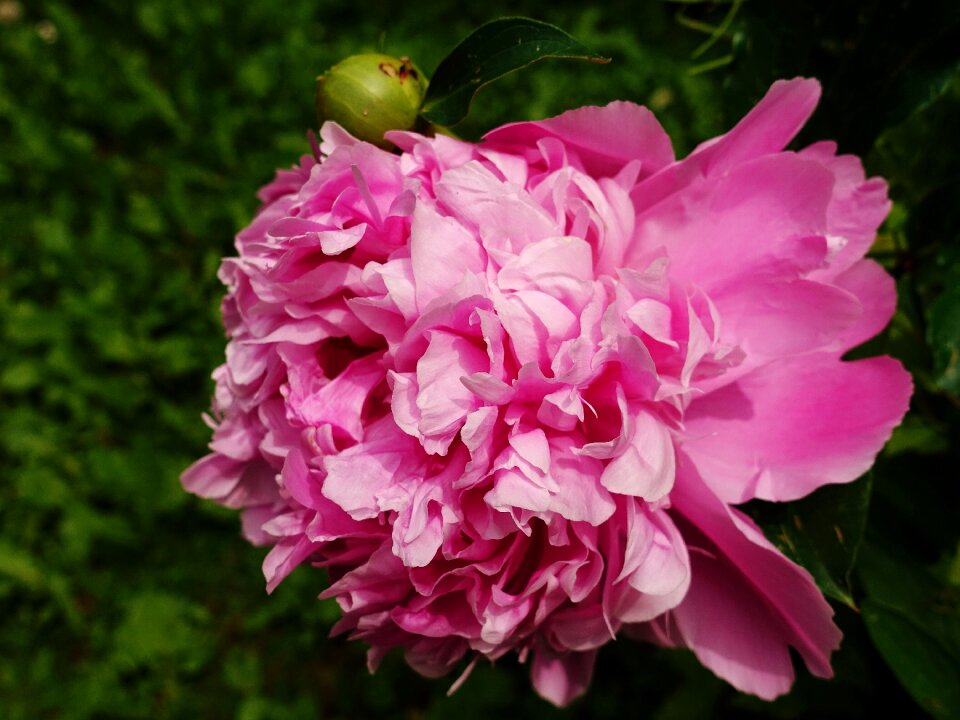 Blossom bloom nature