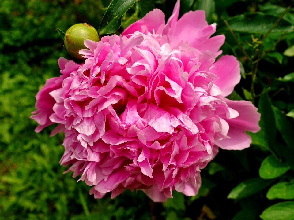Blossom bloom nature