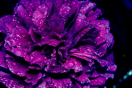 Beautiful purple Free photos